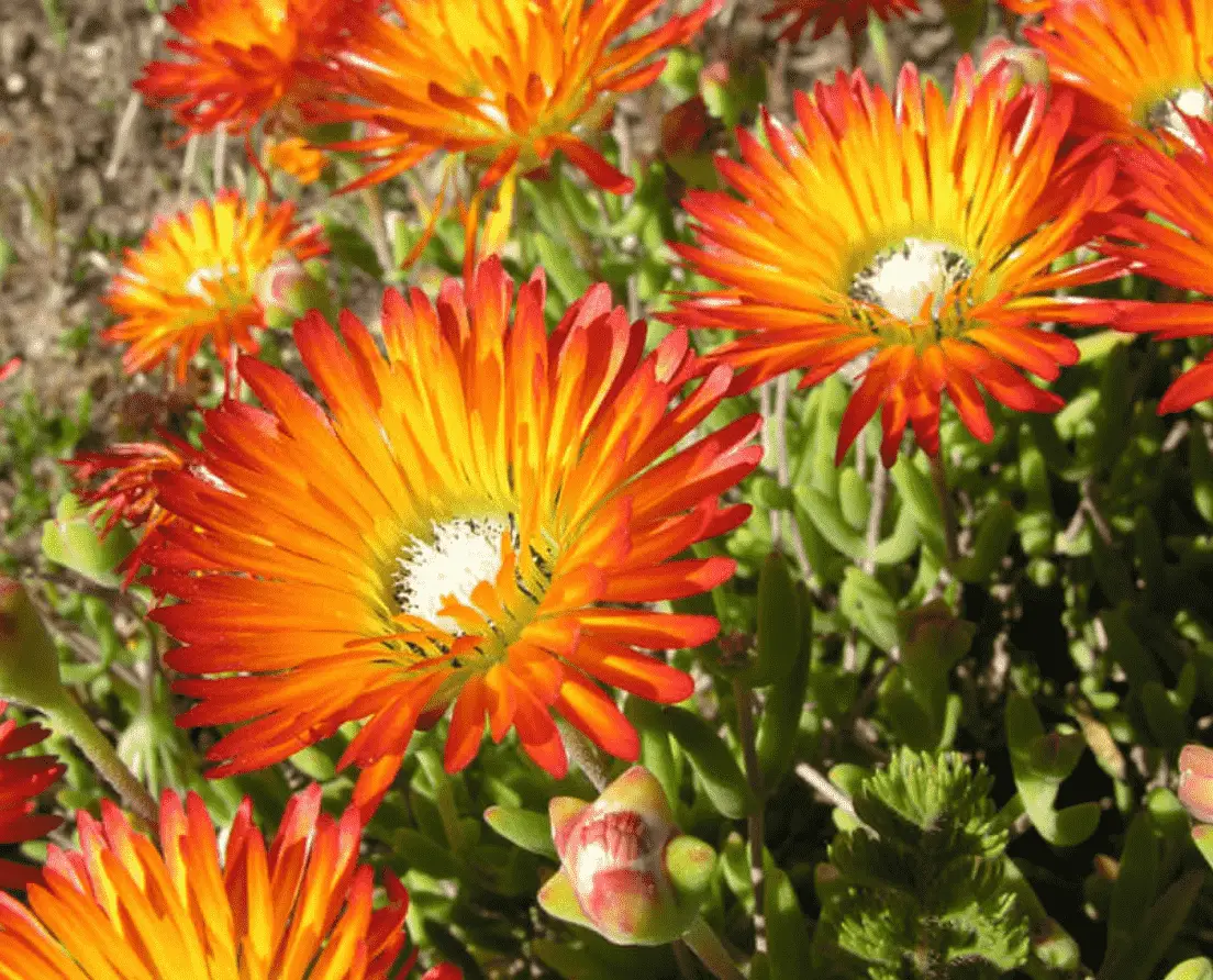 Drosanthemum Speciousum 'Royal Dewflower'