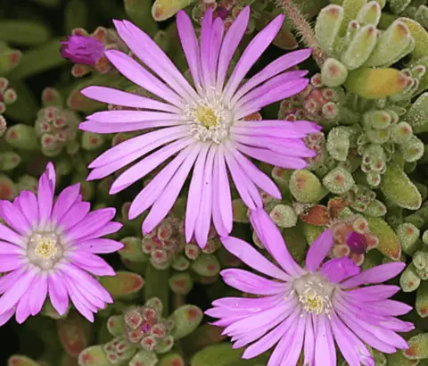 Drosanthemum Floribundum 'Pale Dewplant' - Succulents Network