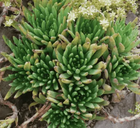 Dudleya Virens 'Green Liveforever' (Care Guide)- Succulents Network