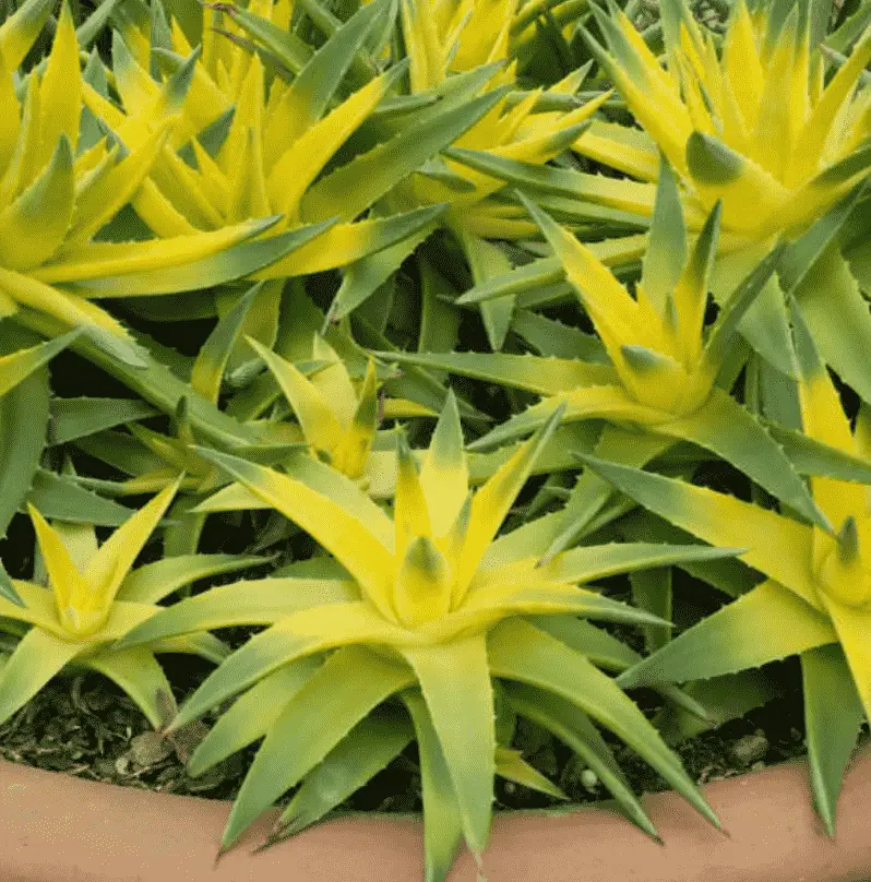Dyckia Brevifolia ‘Yellow Glow’