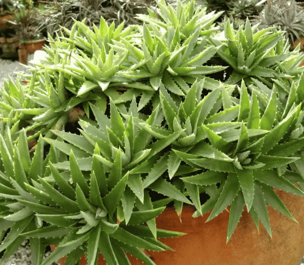 Dyckia Brevifolia 'Sawblade'