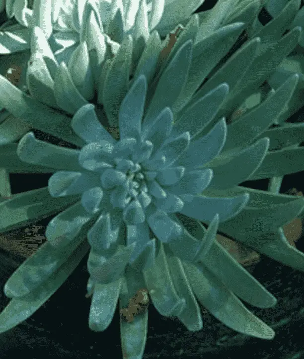 Dudleya Caespitosa 'Coast Dudleya'