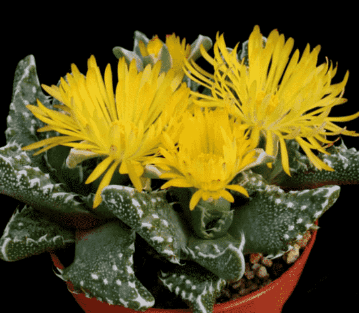 Faucaria Felina Subsp. Tuberculosa 'Pebbled Tiger Jaws'