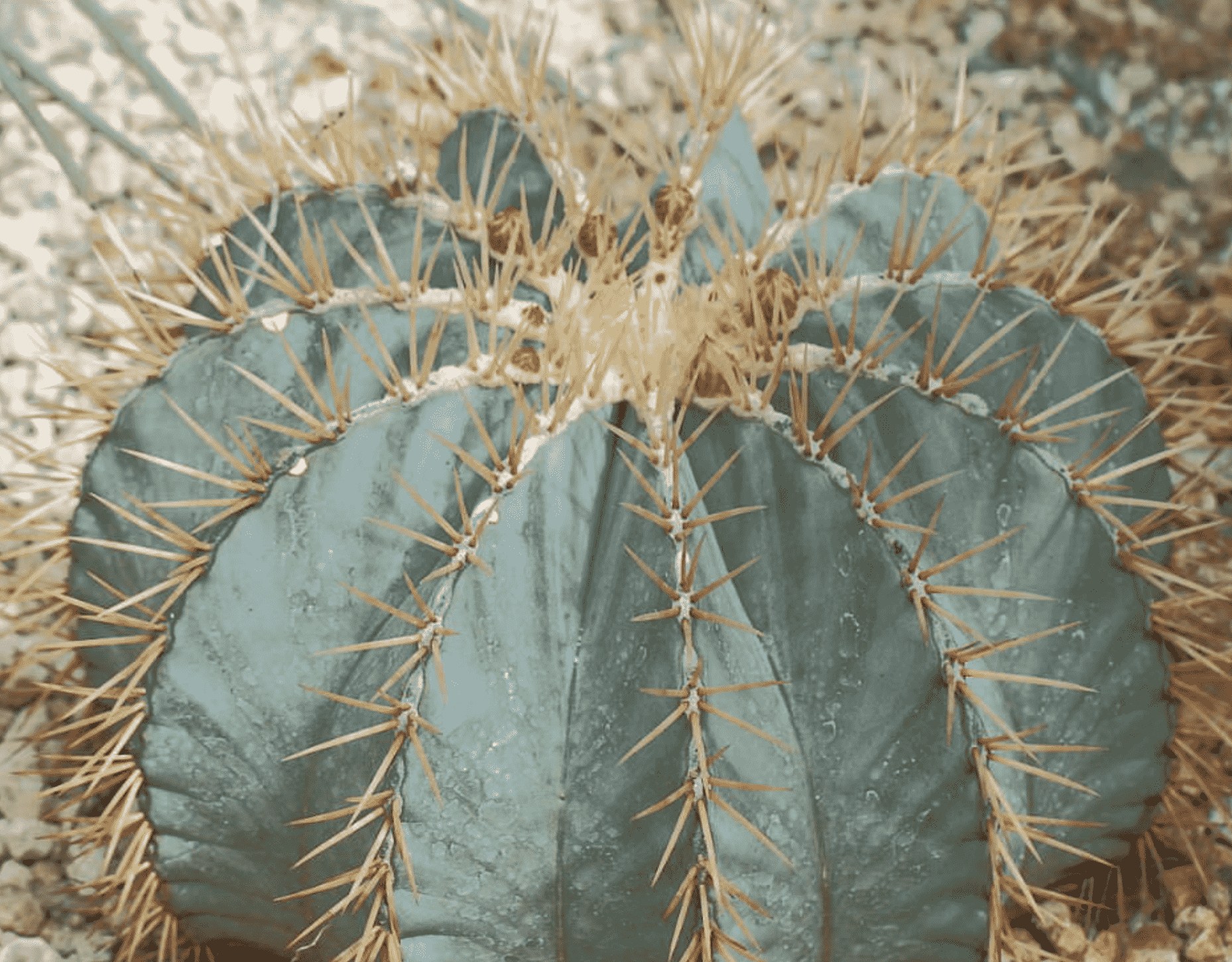 Ferocactus Glaucescens 'Blue Barrel Cactus'