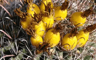 Ferocactus Cylindraceus ‘California Barrel Cactus’