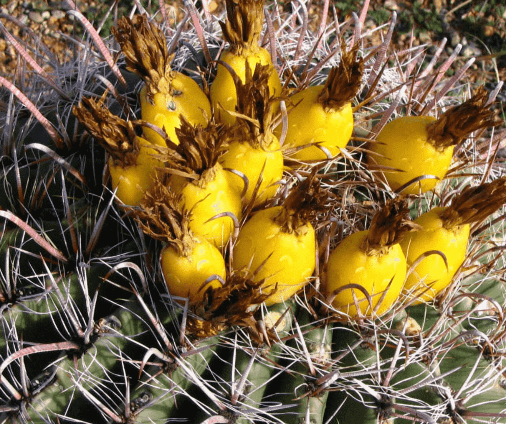 Ferocactus Cylindraceus 'California Barrel Cactus'
