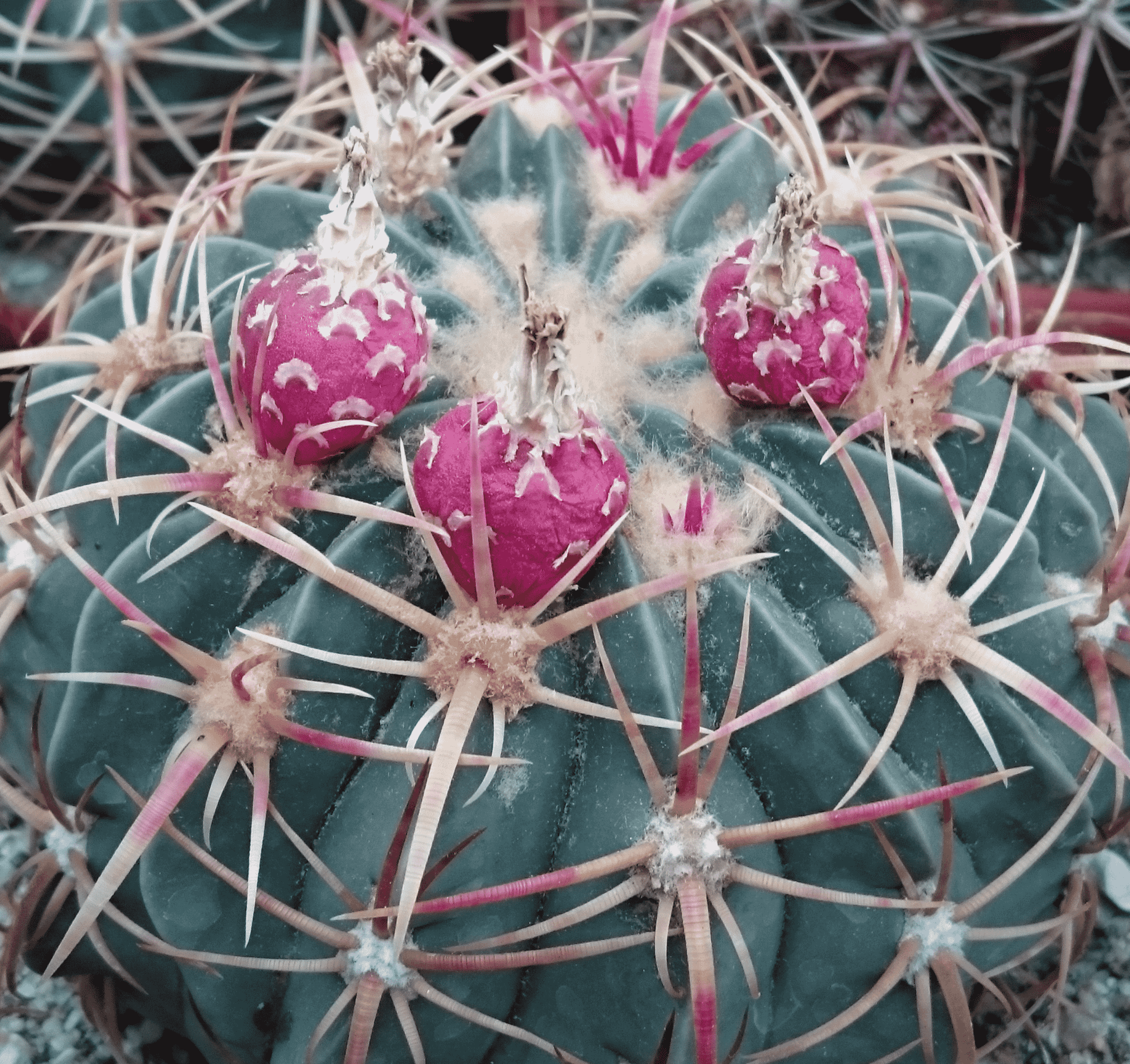 Ferocactus Macrodiscus