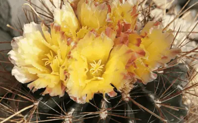 Ferocactus Hamatacanthus ‘Mexican Fruit Cactus’
