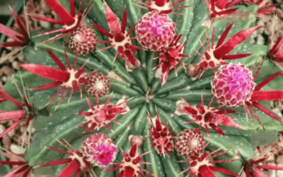 Ferocactus Latispinus ‘Devil’s Tongue Barrel Cactus’