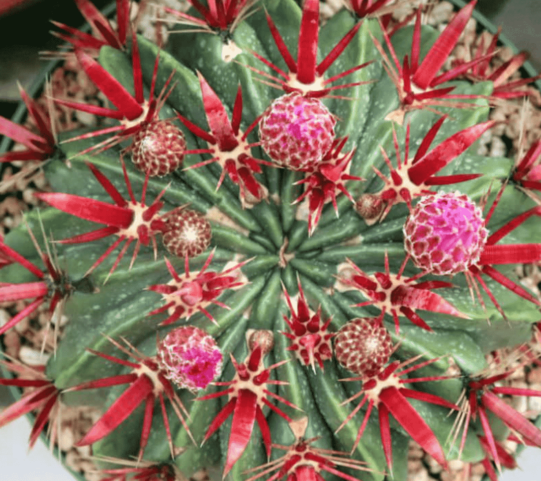 Ferocactus Latispinus 'Devil's Tongue Barrel Cactus'