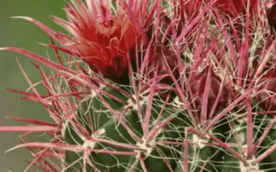 Ferocactus Gracilis ‘Fire Barrel Cactus’