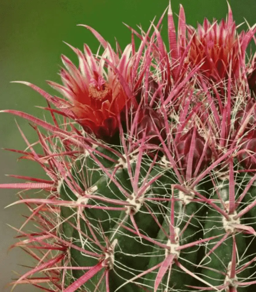 Ferocactus Gracilis 'Fire Barrel Cactus'