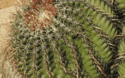 Ferocactus Viridescens ‘Coast Barrel Cactus’