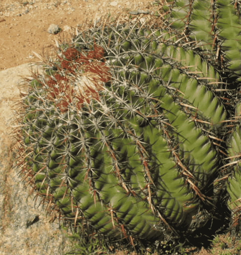 Ferocactus Viridescens 'Coast Barrel Cactus'
