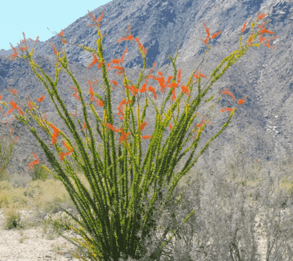thumbnail image 2 of 25 Fouquieria Splendens Ocotillo Seeds – Rare Candlewood Succulent From Madagascar 2 of 6