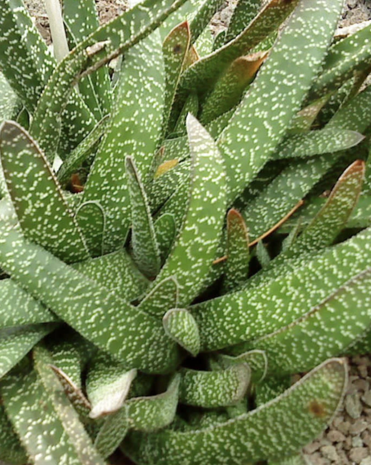 Гастерия. Гастерия бородавчатая Gasteria verrucosa. Гастерия килеватая. Гастерия дюваль. Суккулент Гастерия дюваль.