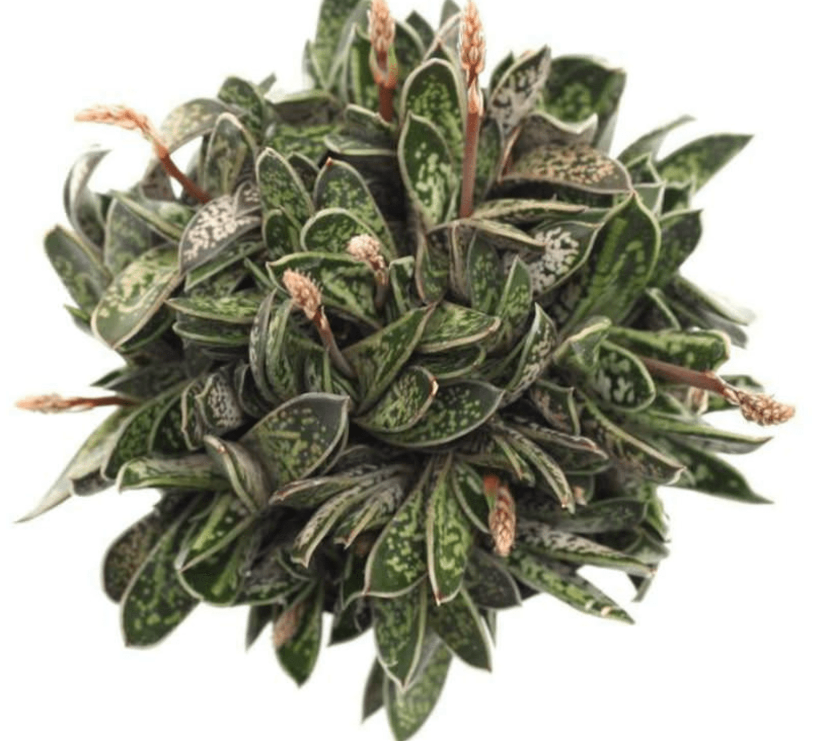attractive dwarf leaved plant ! GASTERIA LILIPUTANA 