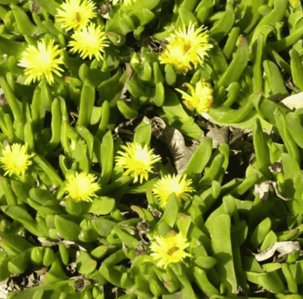 Glottiphyllum Depressum 'Tongue Plant'