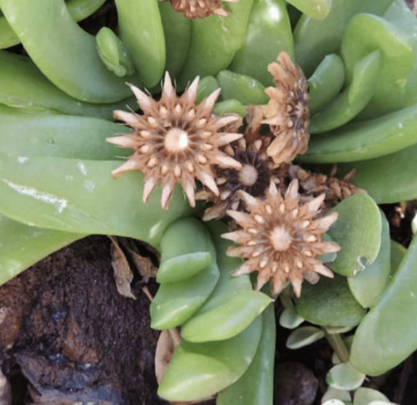 Glottiphyllum Longum 'Tongue-Leaf Plant'