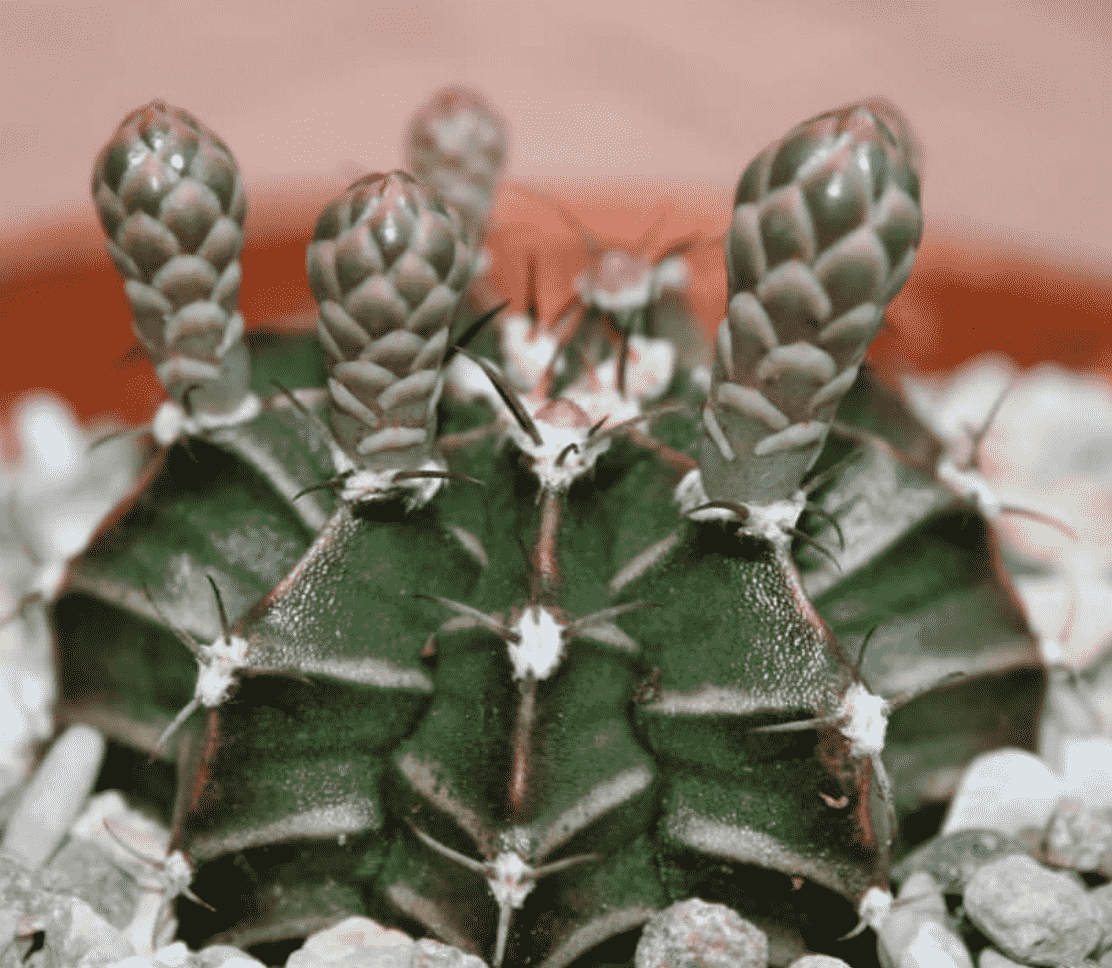 Gymnocalycium Mihanovichii 'Chin Cactus'