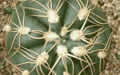 Gymnocalycium Denudatum ‘Spider Cactus’
