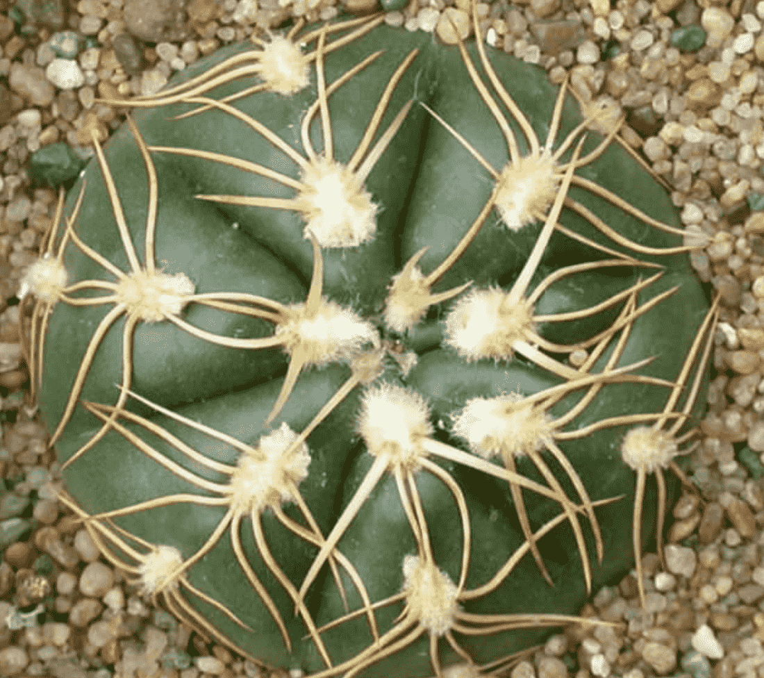 Gymnocalycium Denudatum 'Spider Cactus' - Succulents Network