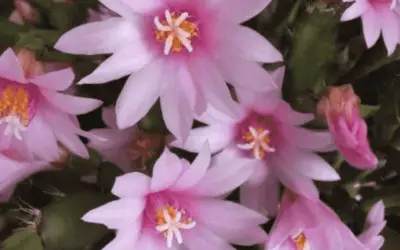 Hatiora Rosea ‘Rose Easter Cactus’