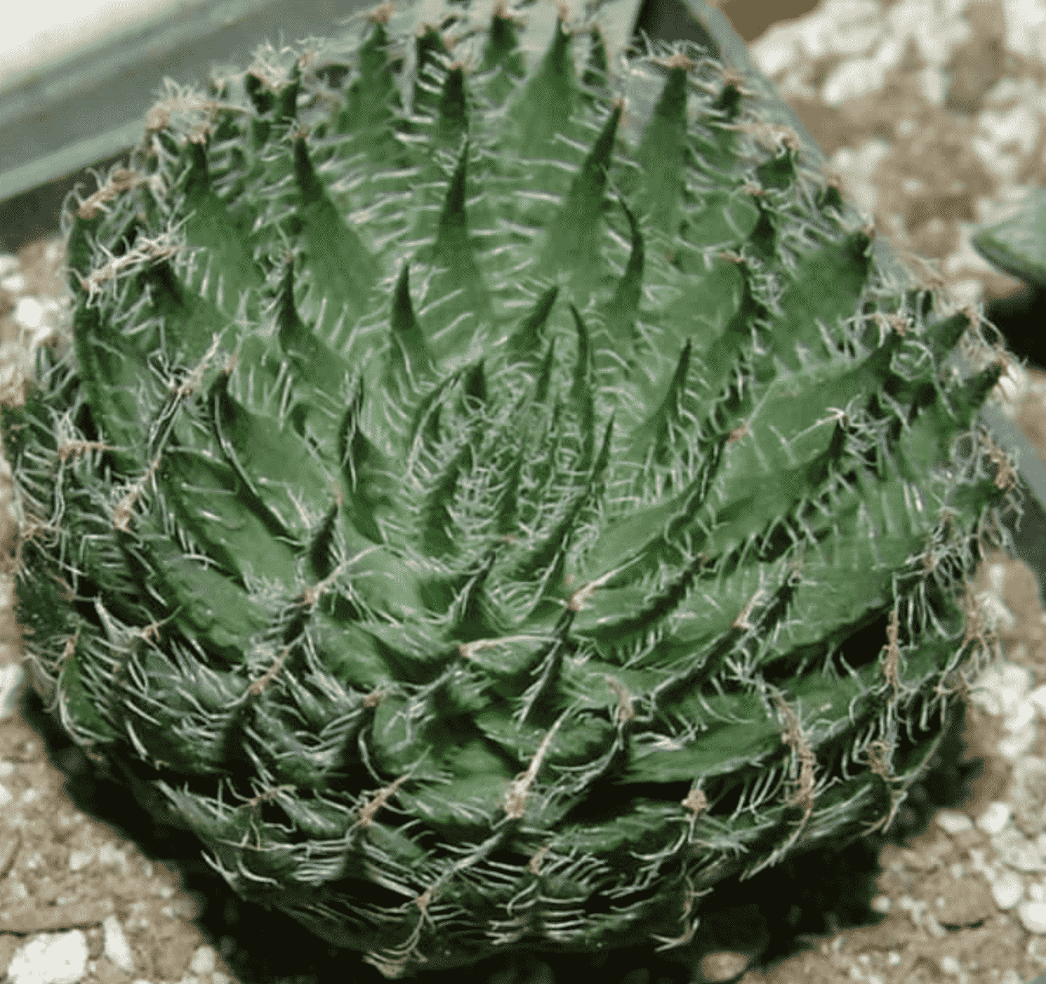 Haworthia Arachnoidea 'Cobweb Aloe'