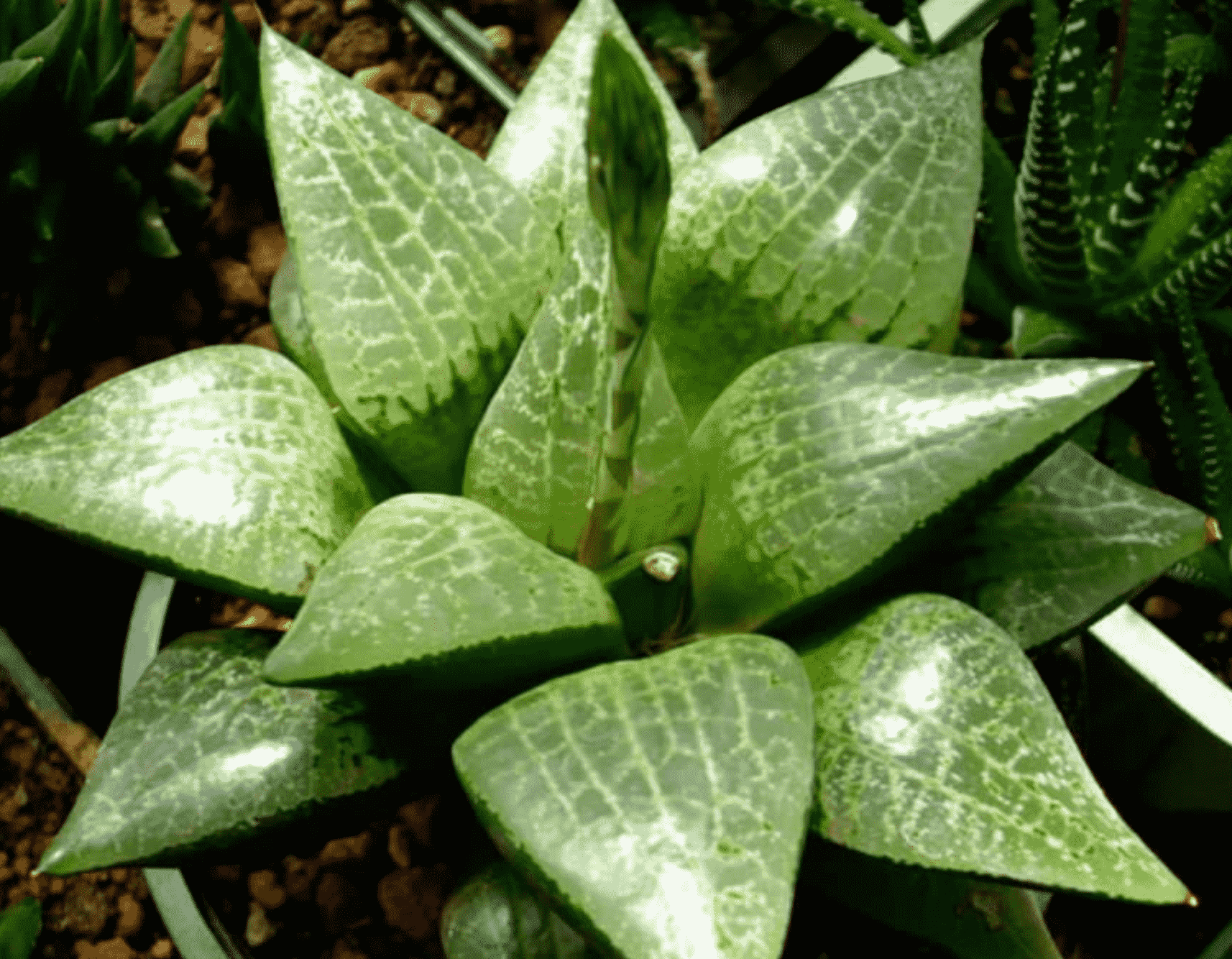 emelyae V Poelln Succulent plants potted Garden Plants Haworthia emelyae var