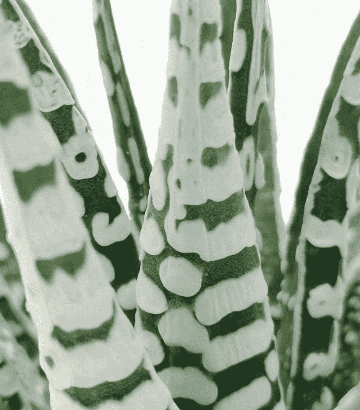 Haworthia Fasciata ‘Alba'