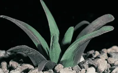Haworthia Floribunda