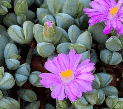 Braunsia Maximiliani ‘Beads Lampranthus’