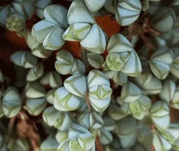 Braunsia Maximiliani ‘Beads Lampranthus’