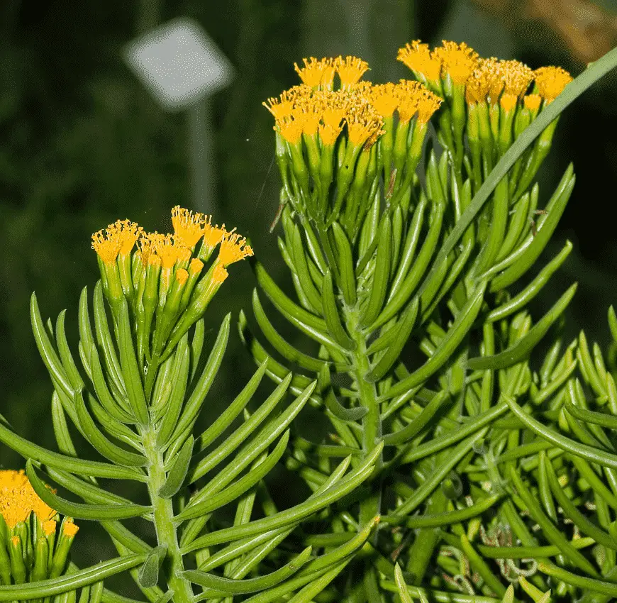 senecio barbertonicus