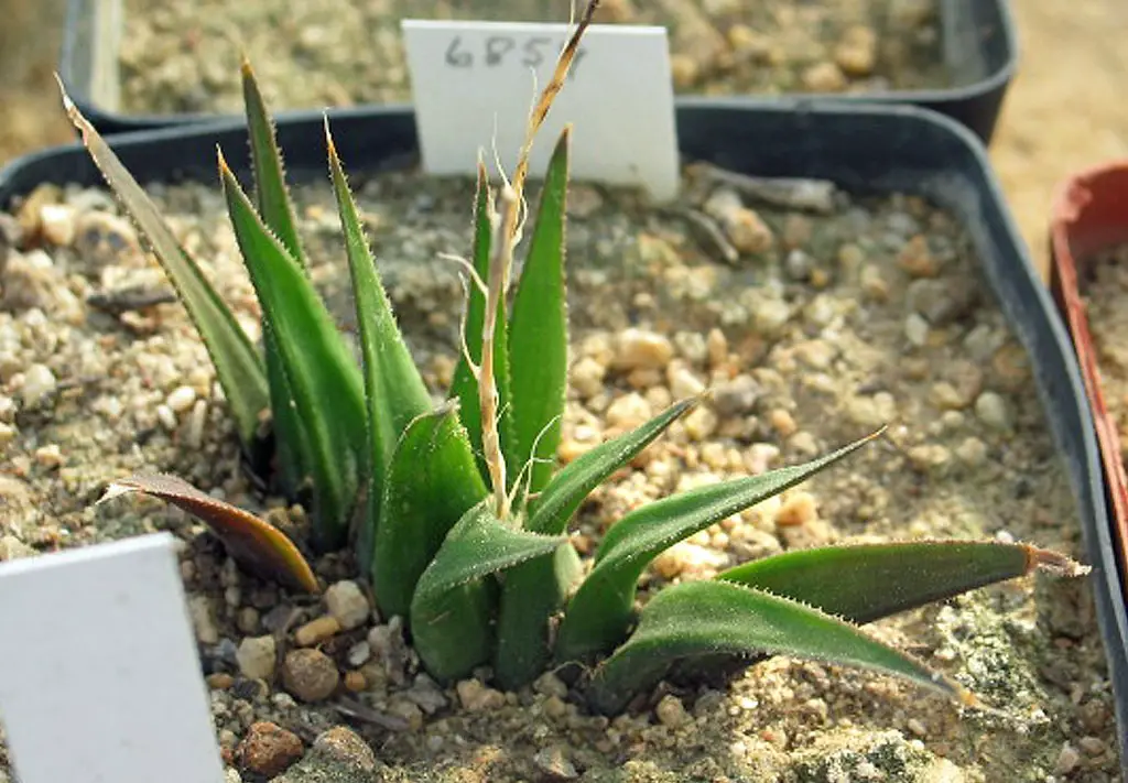 Haworthia Floribunda Var. Major