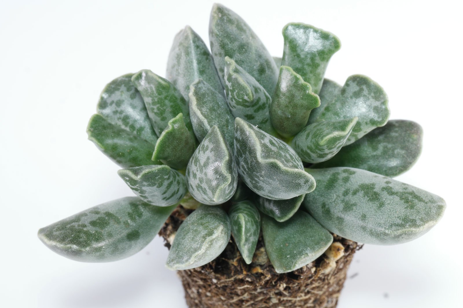 adromischus cooperi care