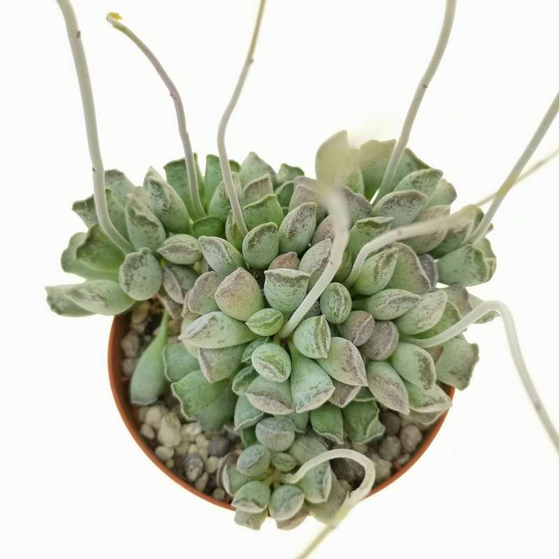 adromischus cooperi care