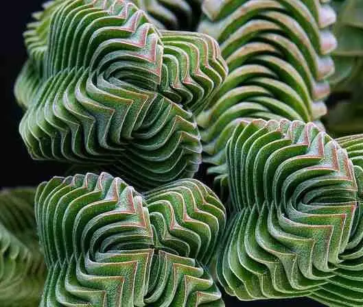 Crassula ‘Buddha’s Temple’