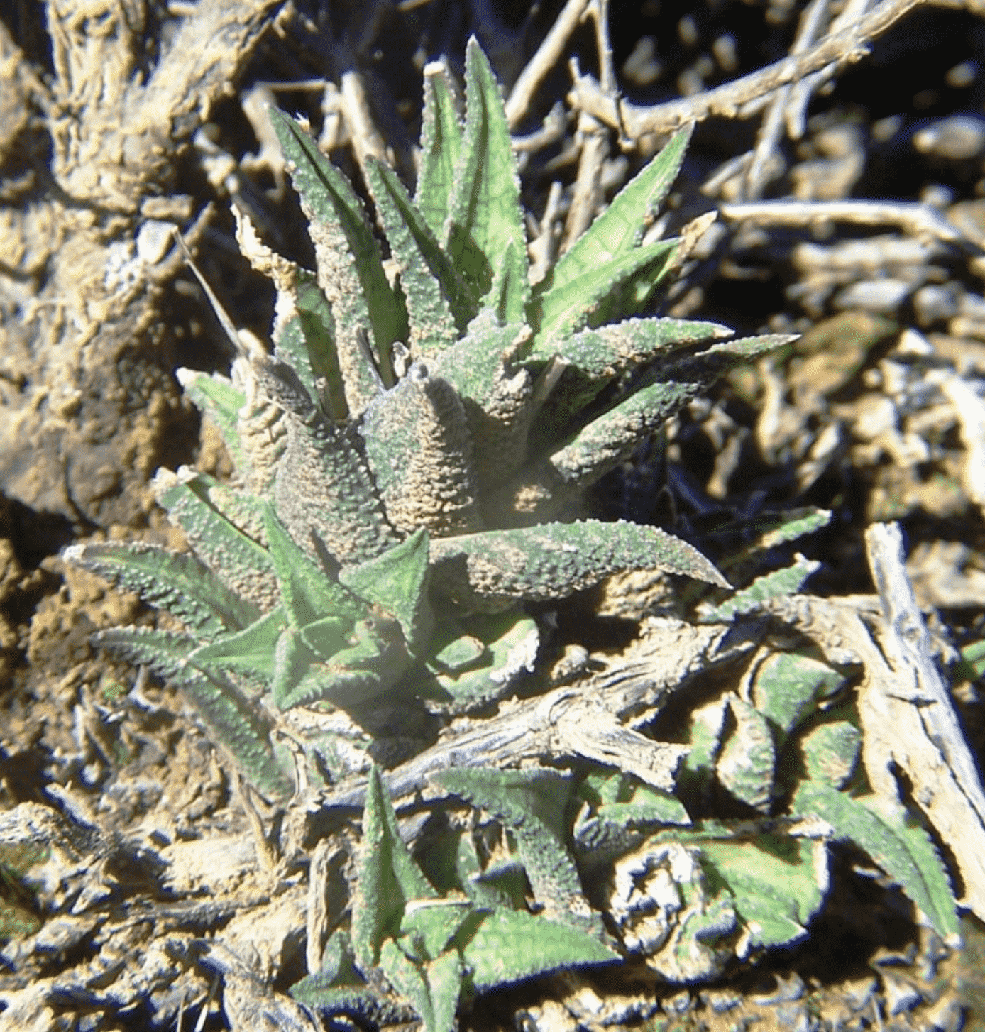 Haworthia Granulata