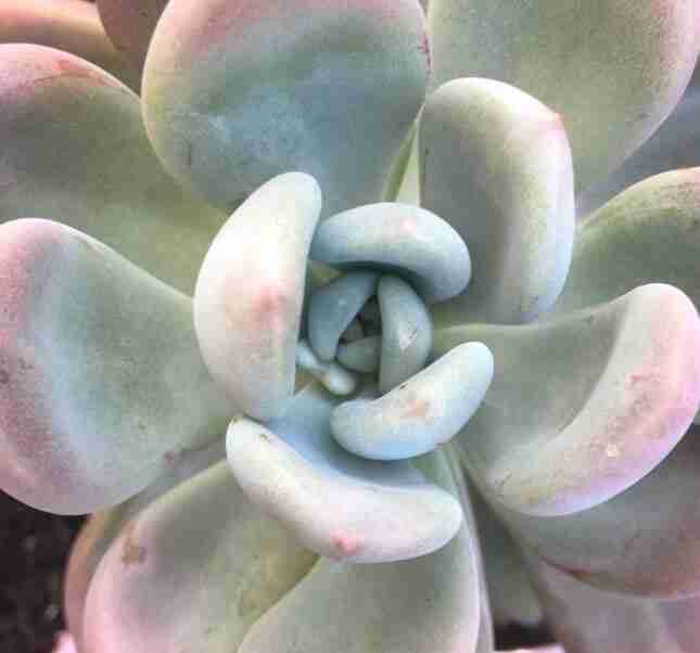 X Graptoveria Opalina 