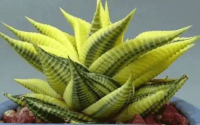 Haworthia Limifolia F. Variegata