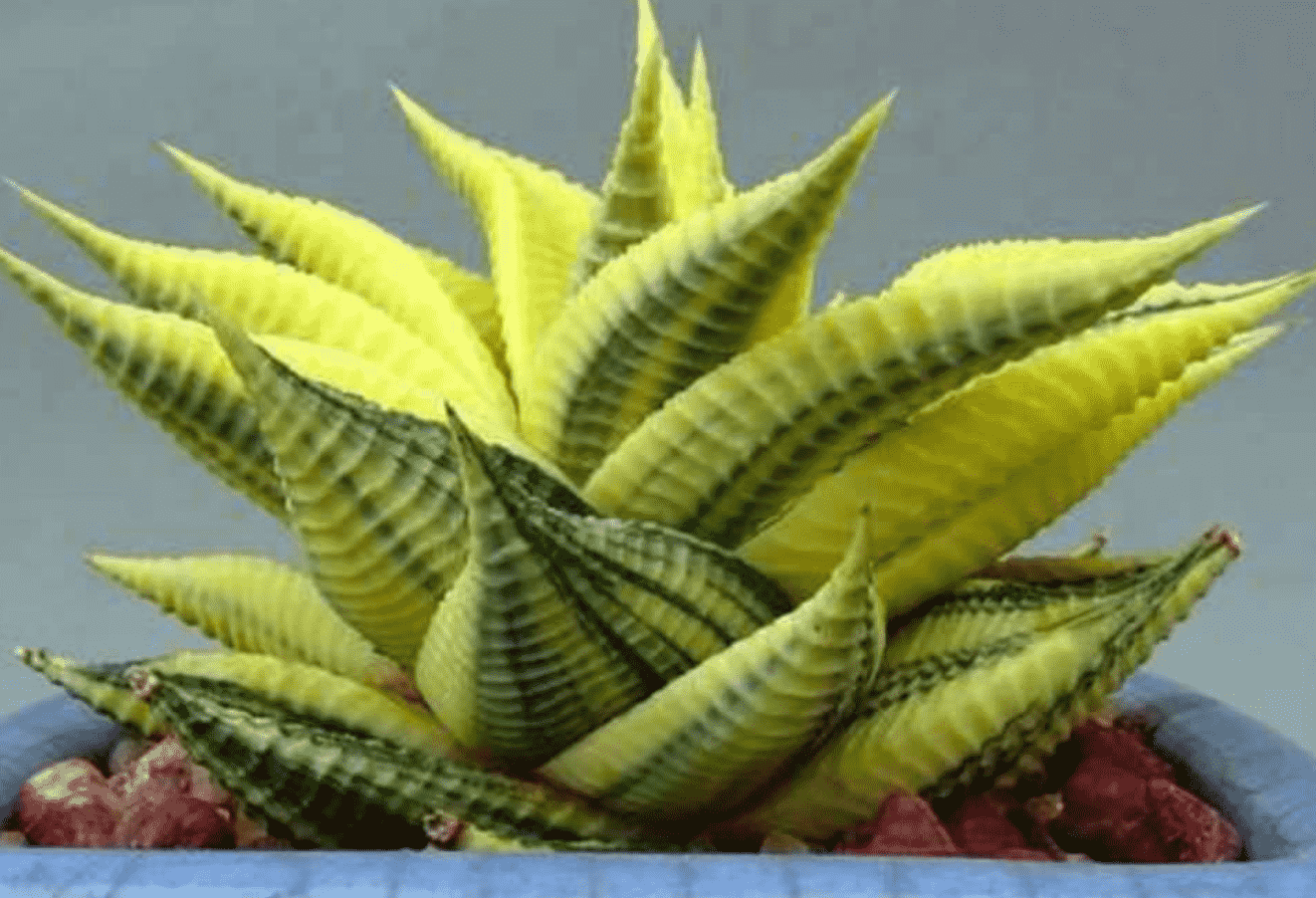 Haworthia Limifolia F. Variegata