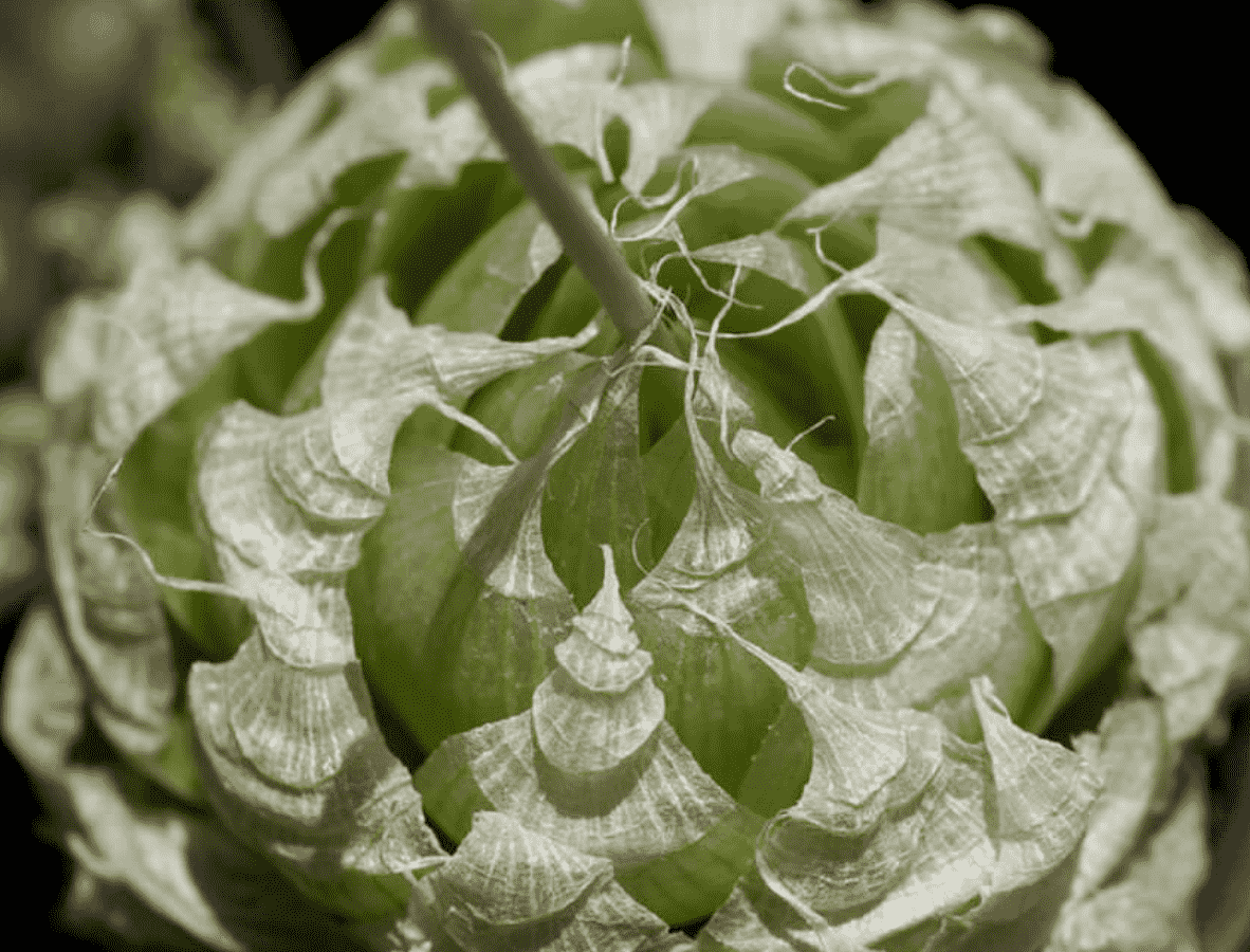 Haworthia Lockwoodii 'Onion-Like Haworthia'