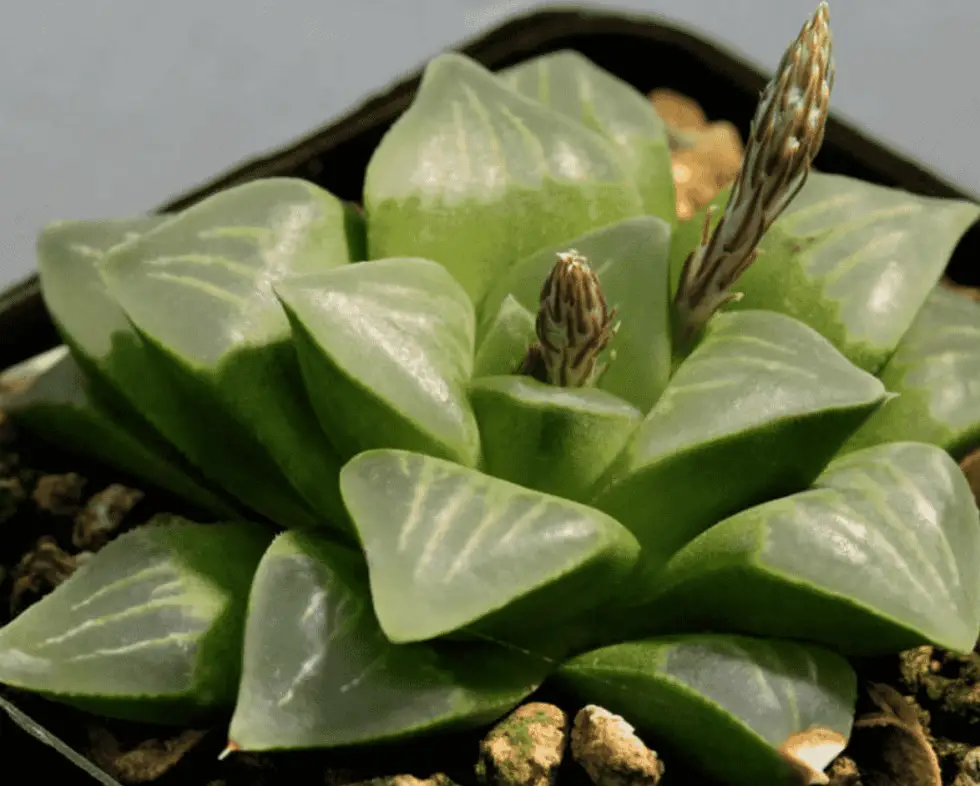 Haworthia Mutica (Care Guide With Pictures) - Succulents Network