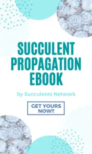 Succulent propagation Ebook Widget