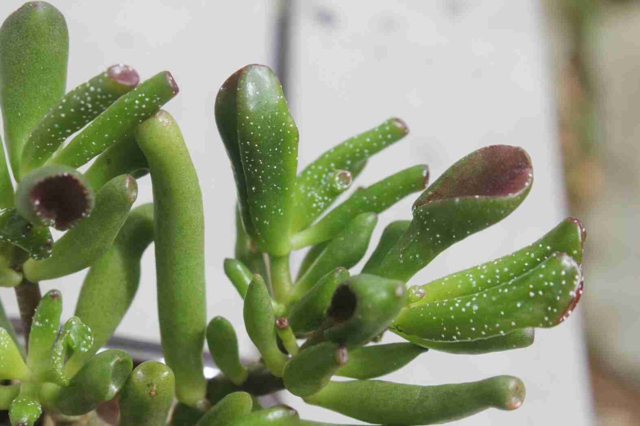 How To Fix White Spots On Jade Plant Succulents Network