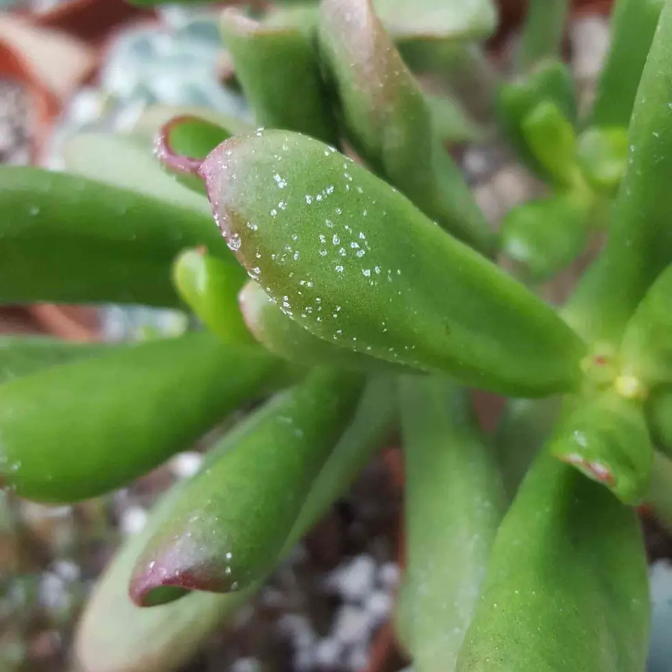 how-to-fix-white-spots-on-jade-plant-succulents-network