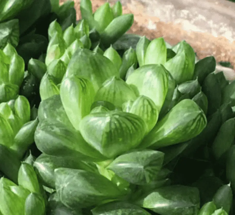 Haworthia Obtusa