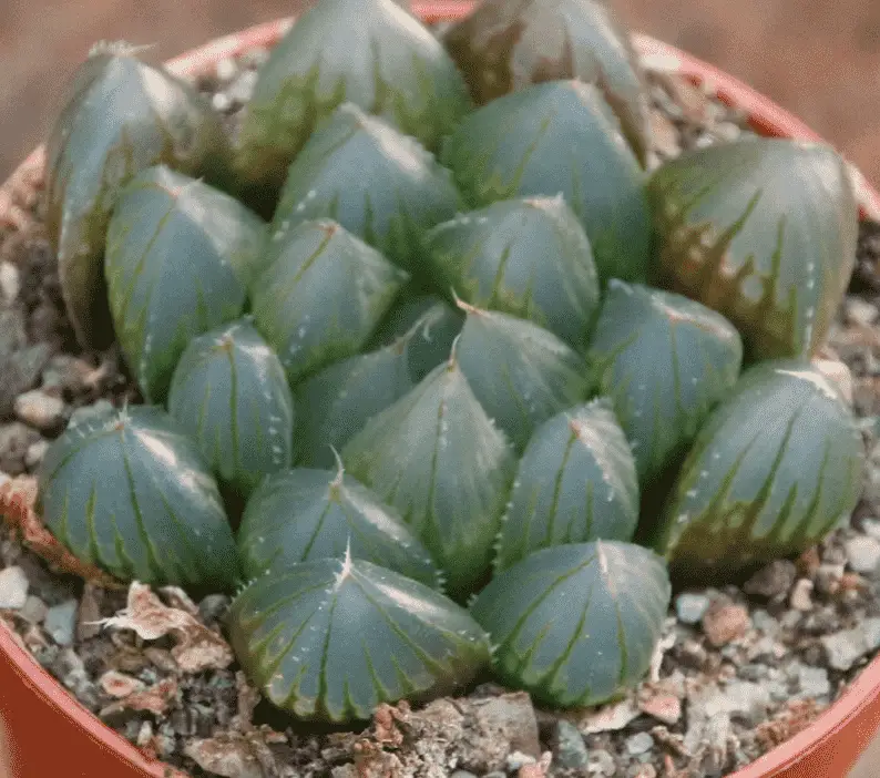 Haworthia Obtusa