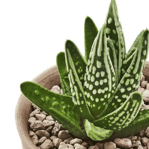 Haworthia Pumila ‘Tears of Angels’ (Care Guide)- Succulents Network